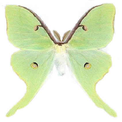 Luna Moth Preservation Workshop