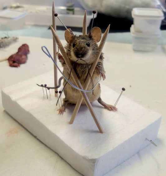 Mouse Taxidermy workshop