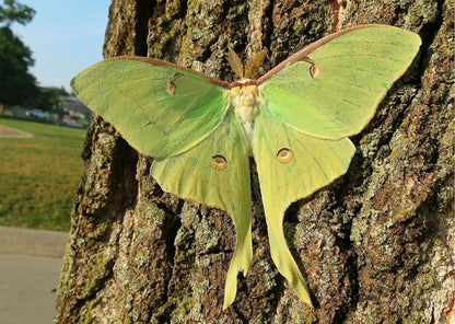 Luna Moth Preservation Workshop 2