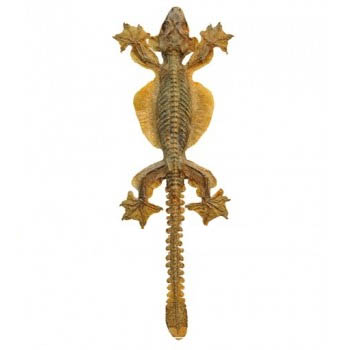 DIY flying gecko shadow box