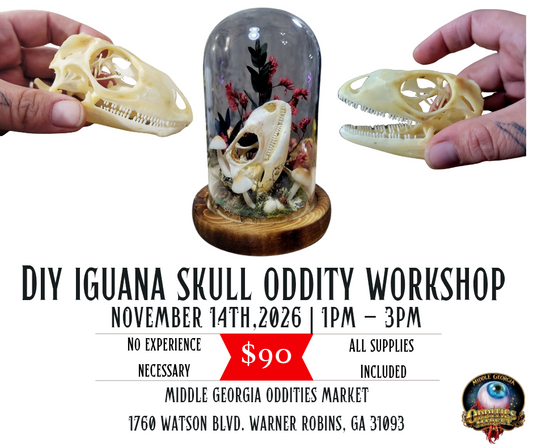 DIY Iguana skull oddity
