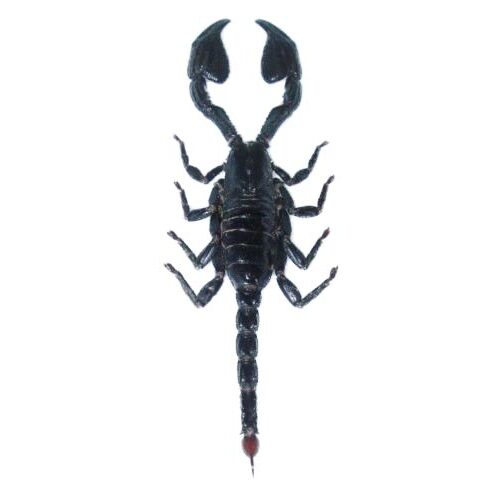 Scorpion Preservation Workshop 9/26/26