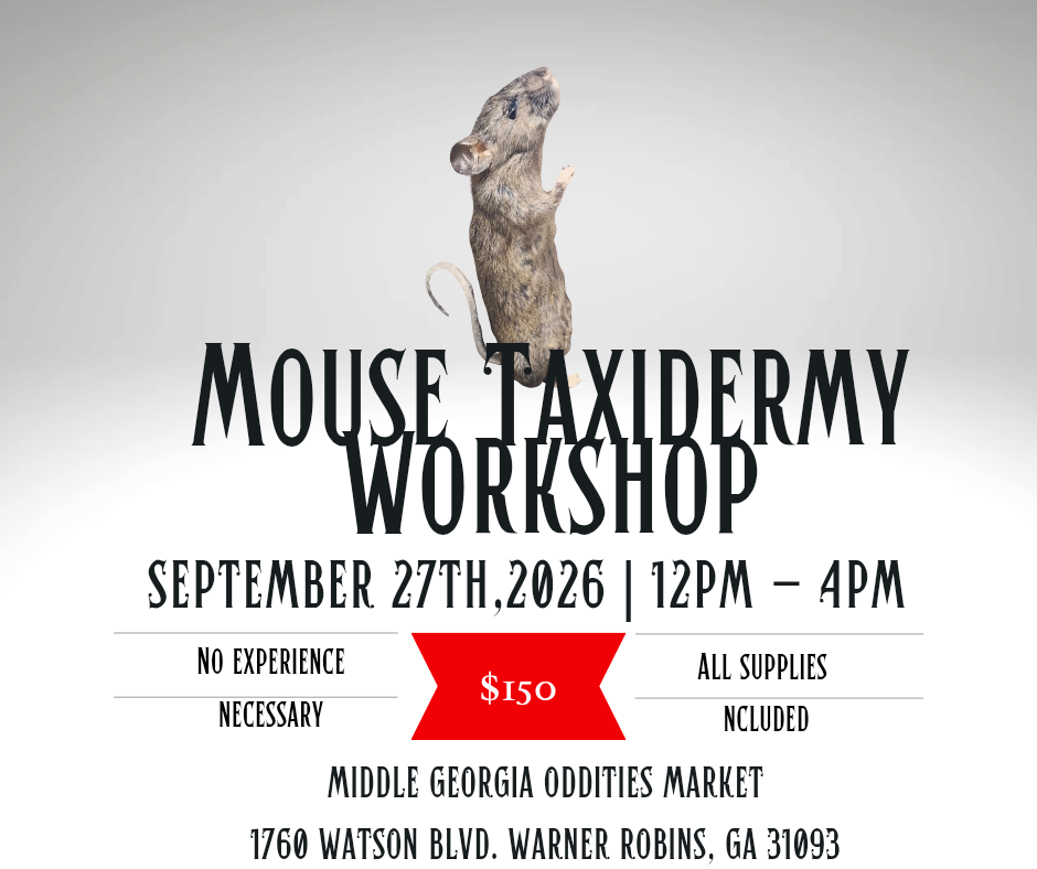 Taxidermy 101: Mouse