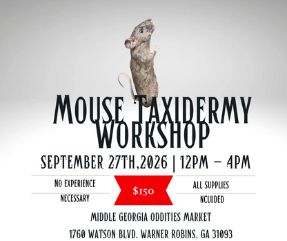 Taxidermy 101: Mouse