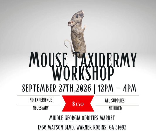 Taxidermy 101: Mouse