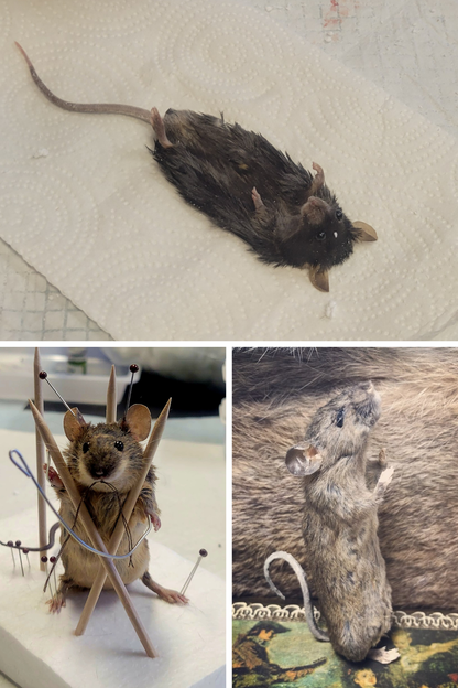 Taxidermy 101: Mouse 9/27/26