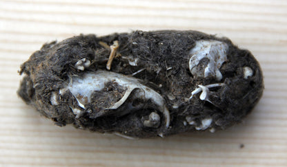 Owl pellet dissection workshop