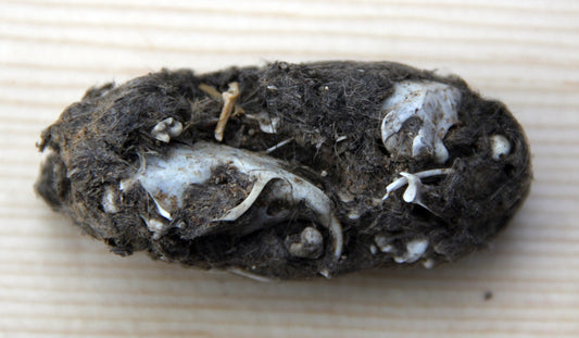 Owl pellet dissection workshop