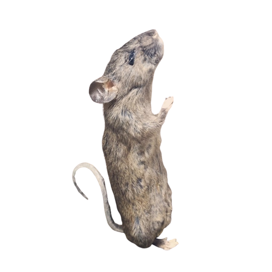 Taxidermy 101: Mouse 9/27/26
