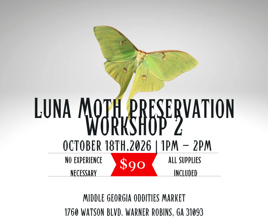 Luna Moth Preservation Workshop 2