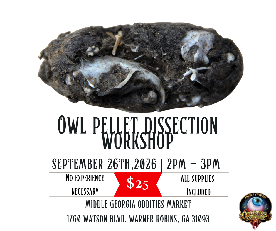 Owl pellet dissection workshop