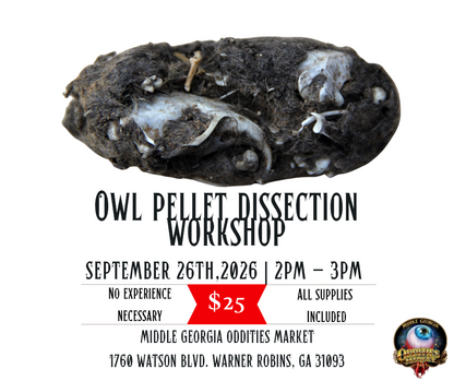 Owl pellet dissection workshop