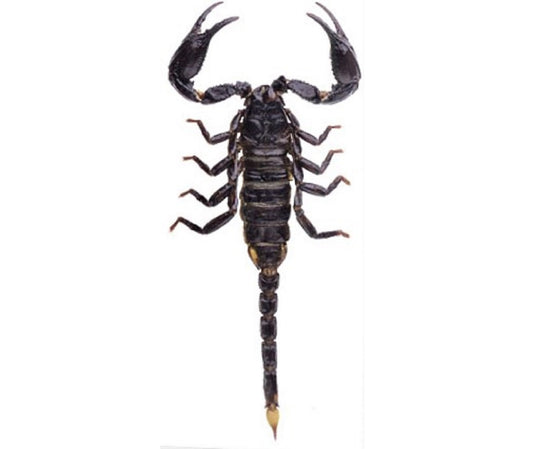 Scorpion Preservation Workshop